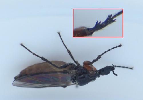 Réf. 281 799 : Dilophus antipedalis